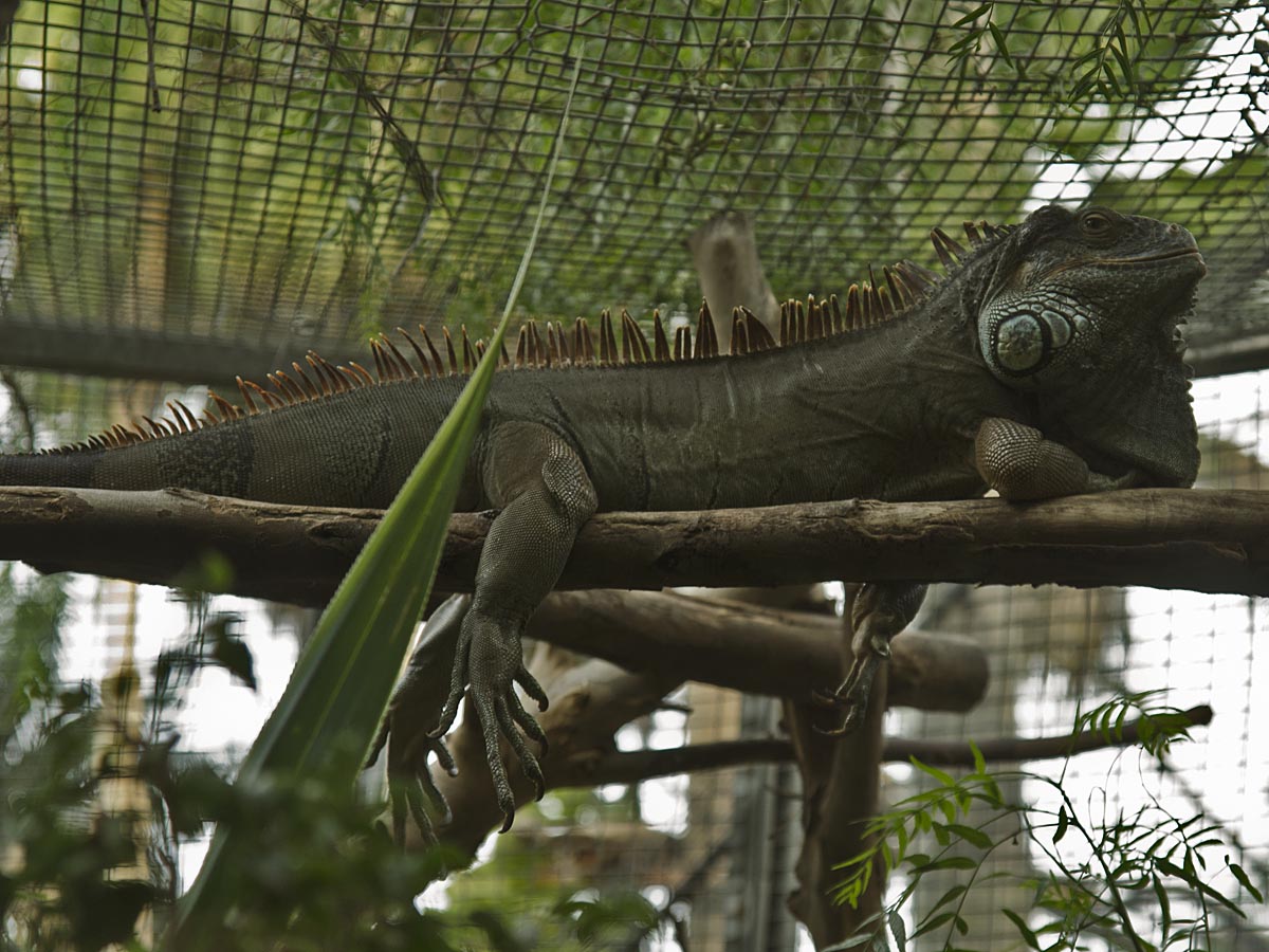 Iguana iguana